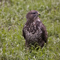 Káně lesní Buteo buteo