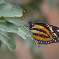 Heliconius hecale