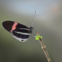 Heliconius erato 