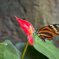 Heliconius hecale