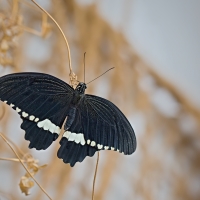 Papilio polytes