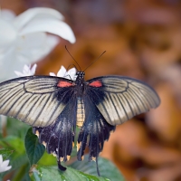 Papilio lowi