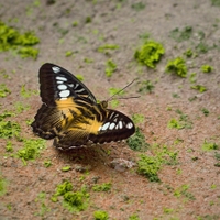 Parthenos sylvia