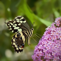 Papilio demoleus