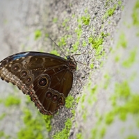 Morpho peleides