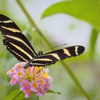 Heliconius charitonius