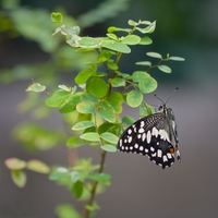 Papilio demoleus