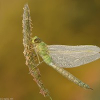 Anax imperator (šídlo královské) 