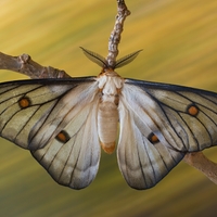 Ceranchia apollina (samček) Madagaskar 