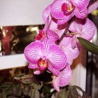 Orchidee