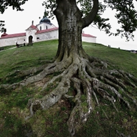 Zelenohorský kořen