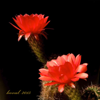 Trichocereus huasca