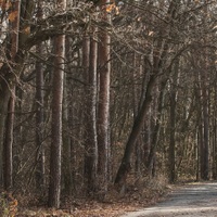 Klikatá cesta lesem
