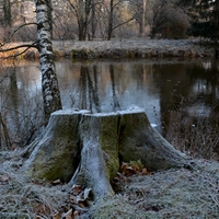 Detail ze zmrzlého parku