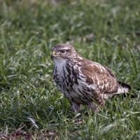 Káně lesní Buteo buteo