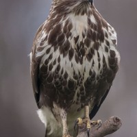 Káně lesní Buteo buteo