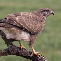 Káně lesní Buteo buteo