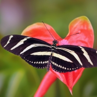 Heliconius charitonius