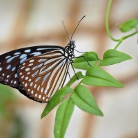 Euploea mulciber