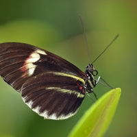 Heliconius erato