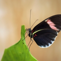 Heliconius erato