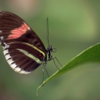 Heliconius erato