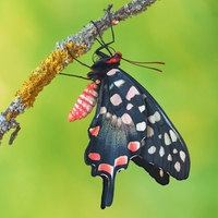 Pharmacophagus antenor papillio  (Madagaskar)