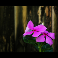 Magenta Flower