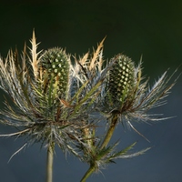 Bodlák  (Slovinsko)