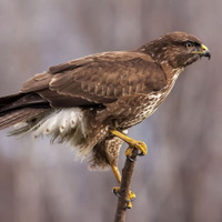 Káně lesní Buteo buteo