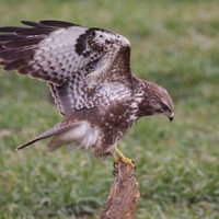 Káně lesní Buteo buteo