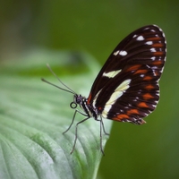 Heliconius atthis