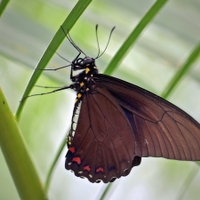 Papilio ...