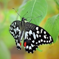 Papilio demoleus