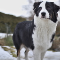 Australian Shepherd