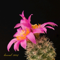 Gymnocactus beguinii