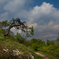 Stařec na svahu