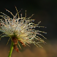 Rosa na konikleci