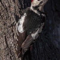 Strakapoud jižní (Dendrocopos syriacus)