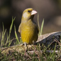 Zvonek zelený – Carduelis chloris