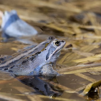 Skokan ostronosý (Rana arvalis)