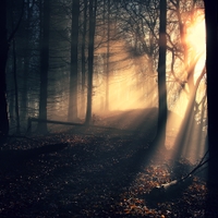 Svetlo v tmavom lese.