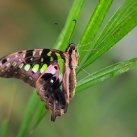 Graphium Agamemnon