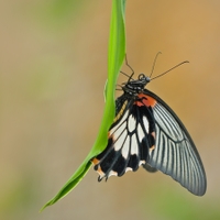 Papilio lowi