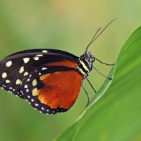 Heliconius hecale