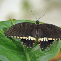 Papilio polytes