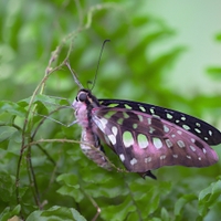 Graphium Agamemnon