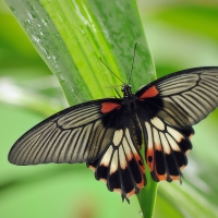 Papilio lowi