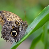 Caligo memnom