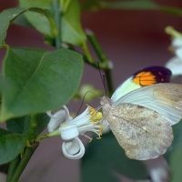 Hebomoia glaucippe